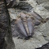 Lobocephalina emmrichi